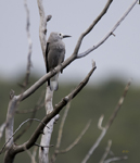 Clarks Nutcracker 3691